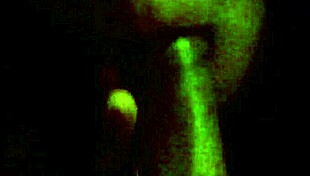 Ebony Queen Delivers Sloppy Blowjob to Black Cock