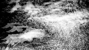 Vintage Blowjob in Erotic Victorian Confessions