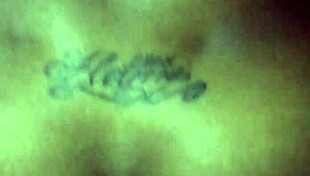 Backshots she keeps cuming on dick dimples in her back too 😏