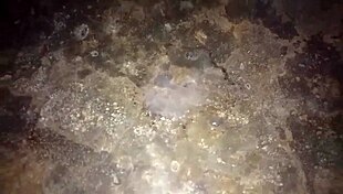 Mature Colombian gets cumshot in hotel