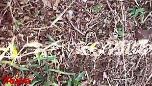 Novinha reizt nasse Muschi auf öffentlicher Parkbank