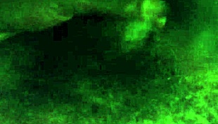 Shemale sucks bbc deepthroat