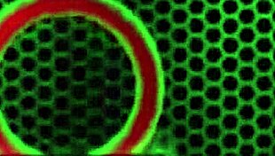 Nina Kayys Boobs Covered in Huge Cum Load After Intense Blowjob.