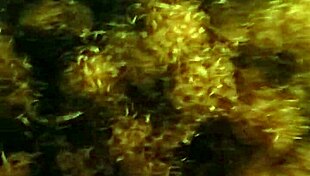 Stud Chick Sucks Monster Cock