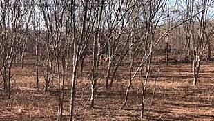 Complete Video Available On Red Or Paid Platforms