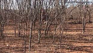 Complete Video Available On Red Or Paid Platforms