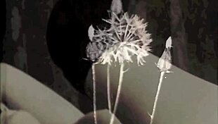 Two Centuries of Vintage Pornography? Wow, What a Wild Ride Through Time!