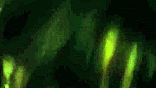 Amateur girlfriend video from may 8, 2016.