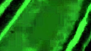 ヴィンテージ・ダークランタン、ロンドンでの異人種タブー