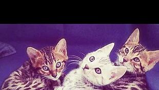 Happy Holidays Cum On Huge Big Tits