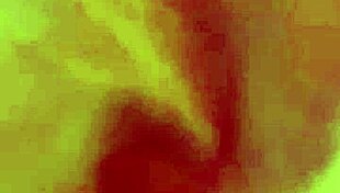 Couple engages in intense blowjob on Periscope