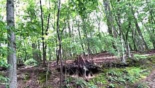 Two deer watching me masturbate in public orgasm