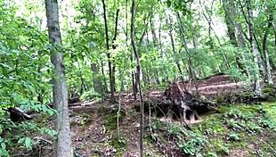 Two deer watching me masturbate in public orgasm