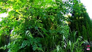 i take turns fucking those brazilian sluts in the gardn