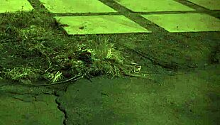 Old Man Beard Dominates Bound Teen