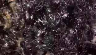 Blasian, African American MILF and her husband get busy sucking dick and swallowing load of jizz