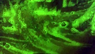 Mzkiwi Tries Anal First Time in Shower 😱