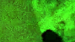 Carl Lite Friend Fat Ass Monster Cock