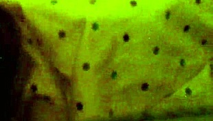 i fucked amber crider's fat ass and came all over her