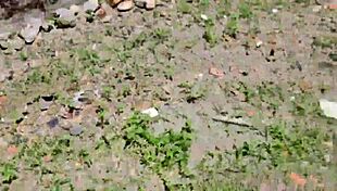 Neighbor Drives Me Crazy With Her Ass