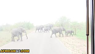 Cute naughty black bunny loves big cock white man's toy.