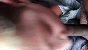 Swallow Black Nut