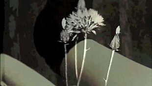 Dark London Vintage Taboo