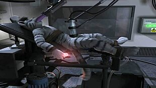 horse compilation getting fucked by machine 😈