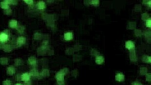 I gave lucky gateman wild fuck for New Year, subscibe pls!