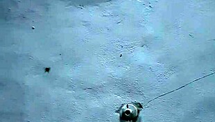 comadre sucking cock like a milf