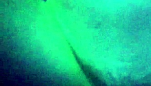 wanna see her suck that big black cock?