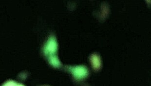 Taco and strwbrry's public doggystyle adventure with steppa and monster cock