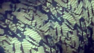 i lick her pussy close up