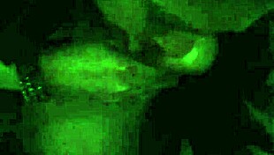 she goes from mouth to ass to mouth