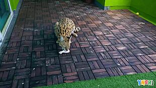 Yngr - Teen 18+ Lola Leda Gets Fucked On Porn Casting