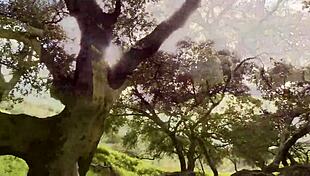 Girl masturbating outdoors in the woods! 🌳