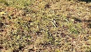 Watch a guy pissing from a tree in the park