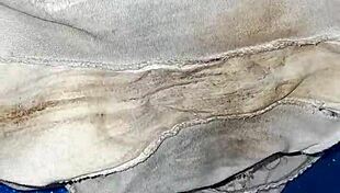 the neighbor's dirty panties are so emo and intriguing