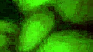 gay couple on dining table licking pussy and cum dripping 😍