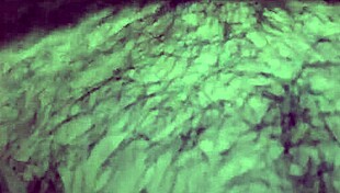 Wife Sits For Anal Assfucking