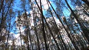 i got caught jerking off while cute teen 18+ nata sweet gave me risky handjob in forest