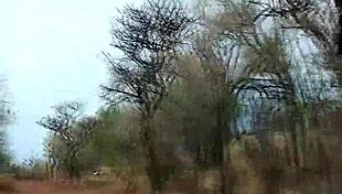 Afrika safari gezisinde sıcak seks