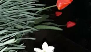 i invited my neighbor to see the flowers, then fucked her mouth 😍