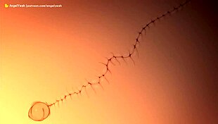 narutoxsakuraxhintata anal sex in cartoon