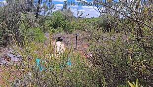 Chubby dude fucks hot latina outdoors?