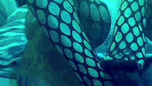 want a sexy footjob in nylons!