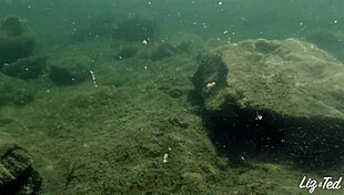 creampie happens at the river with liz and ted