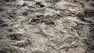 tall muscular bodybuilder gets handjob and blowjob on beach