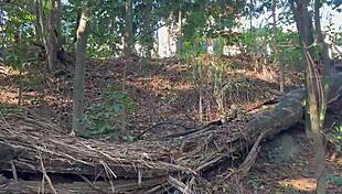 Dentro Do Mato Ela Fica Peladinha Gostosa Demais Bunda Grande E Peitinho De Ninfetas