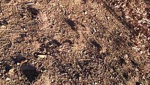 omg, this sexy red slut can't get enough of big black cocks 😍 deepthroating monster dicks.